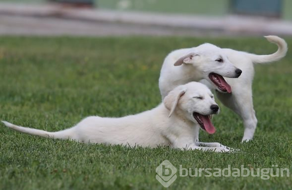 Akbaş köpeklerin yavrularıyla buluşması