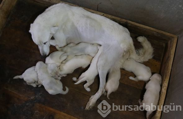 Akbaş köpeklerin yavrularıyla buluşması