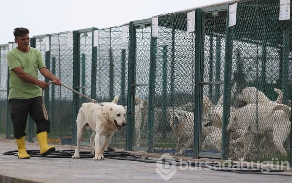 Akbaş köpeklerin yavrularıyla buluşması