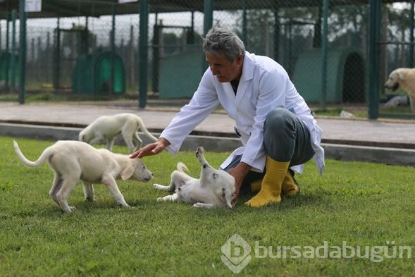 Akbaş köpeklerin yavrularıyla buluşması