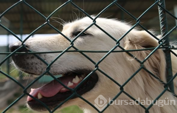 Akbaş köpeklerin yavrularıyla buluşması