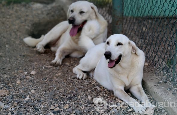 Akbaş köpeklerin yavrularıyla buluşması