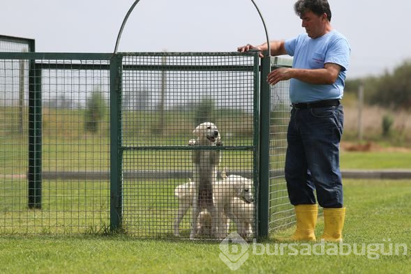 Akbaş köpeklerin yavrularıyla buluşması