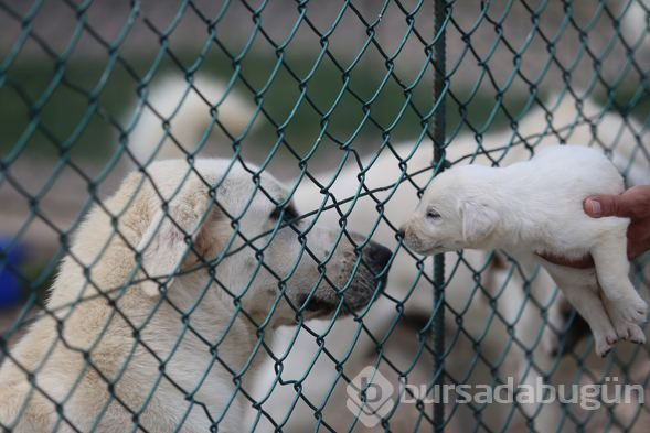 Akbaş köpeklerin yavrularıyla buluşması