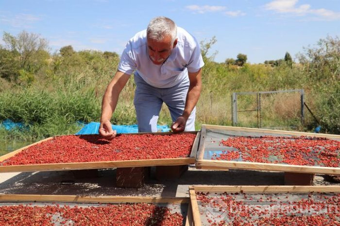 Şifa niyetine yetiştirmeye başladı