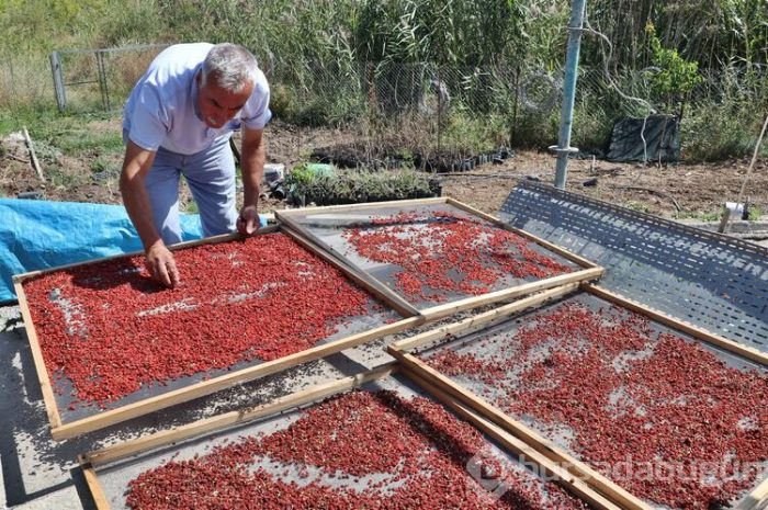 Şifa niyetine yetiştirmeye başladı