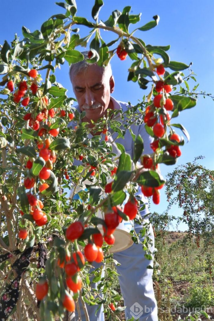Şifa niyetine yetiştirmeye başladı