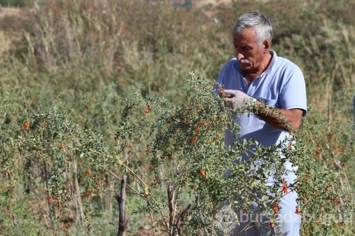 Şifa niyetine yetiştirmeye başladı