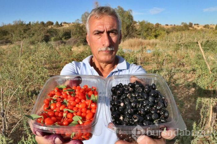 Şifa niyetine yetiştirmeye başladı