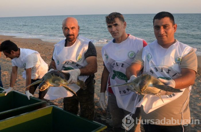 Tedavi edilen caretta carettalar yeniden denizle buluştu