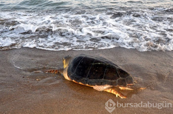 Tedavi edilen caretta carettalar yeniden denizle buluştu