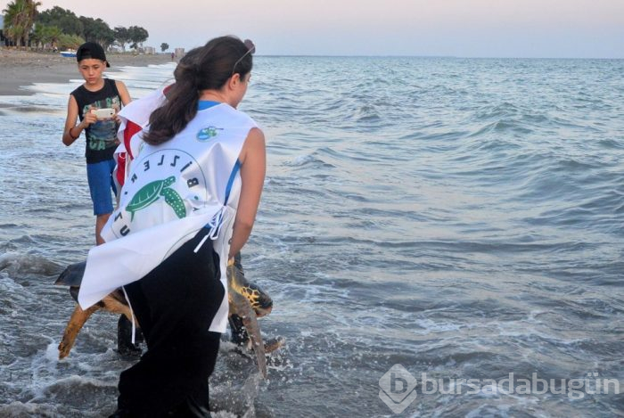 Tedavi edilen caretta carettalar yeniden denizle buluştu