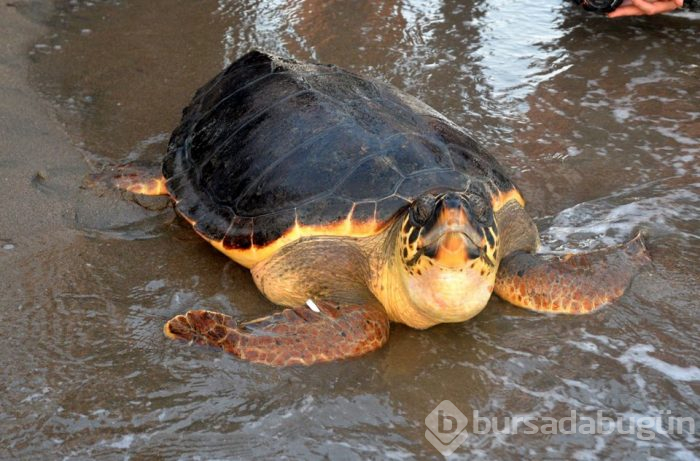 Tedavi edilen caretta carettalar yeniden denizle buluştu
