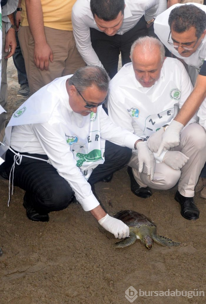 Tedavi edilen caretta carettalar yeniden denizle buluştu