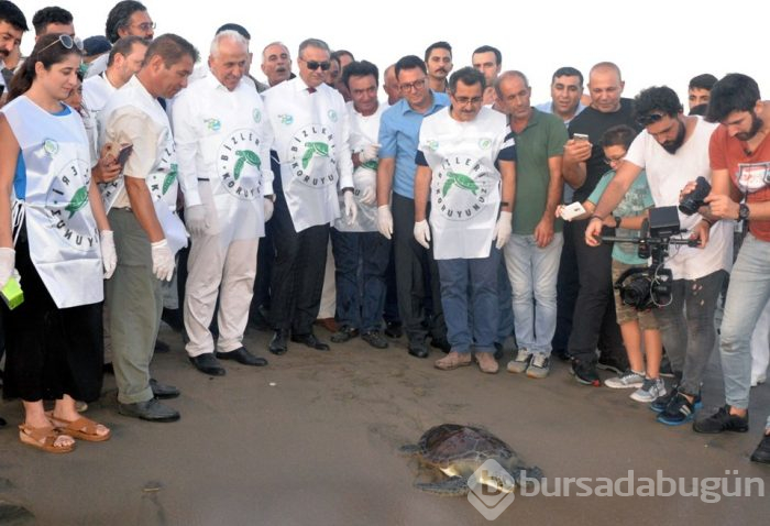 Tedavi edilen caretta carettalar yeniden denizle buluştu