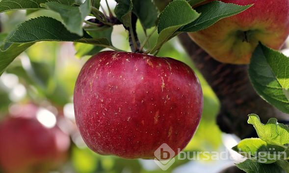 Sonbaharda tüketilmesi gereken 10 besin