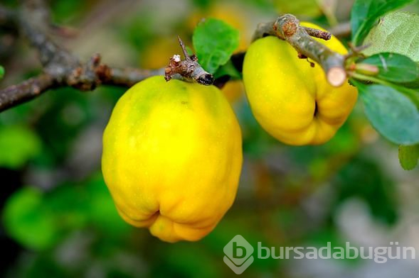 Sonbaharda tüketilmesi gereken 10 besin