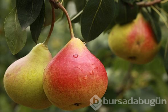 Sonbaharda tüketilmesi gereken 10 besin