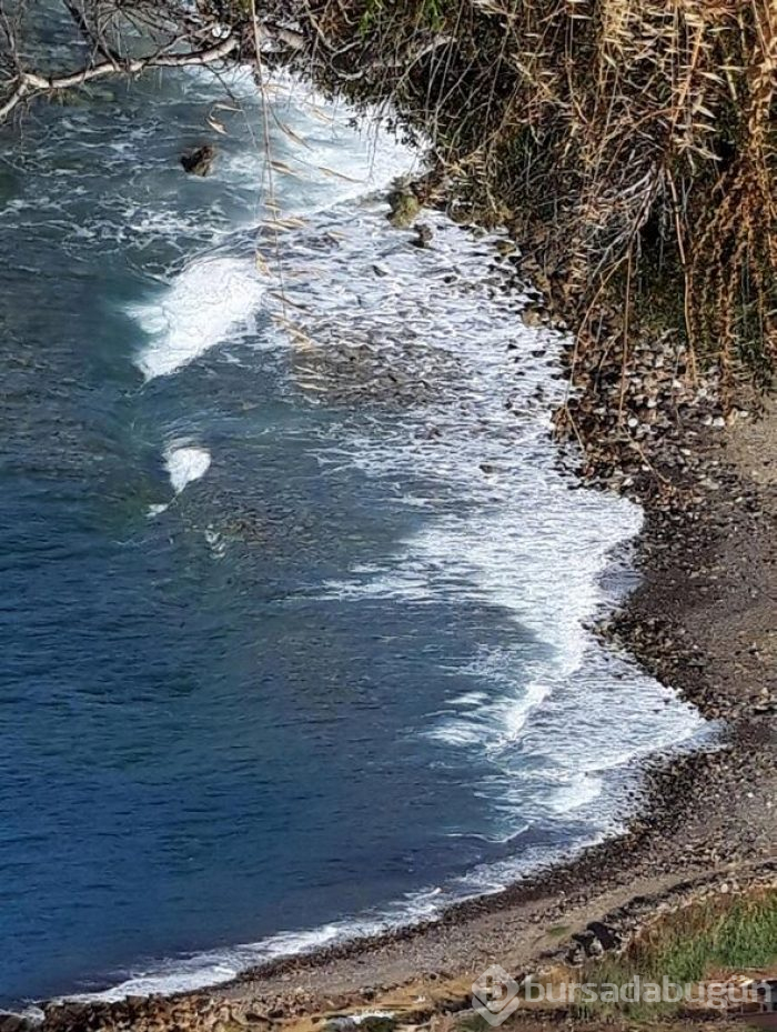 Akdeniz foku için kahroldular