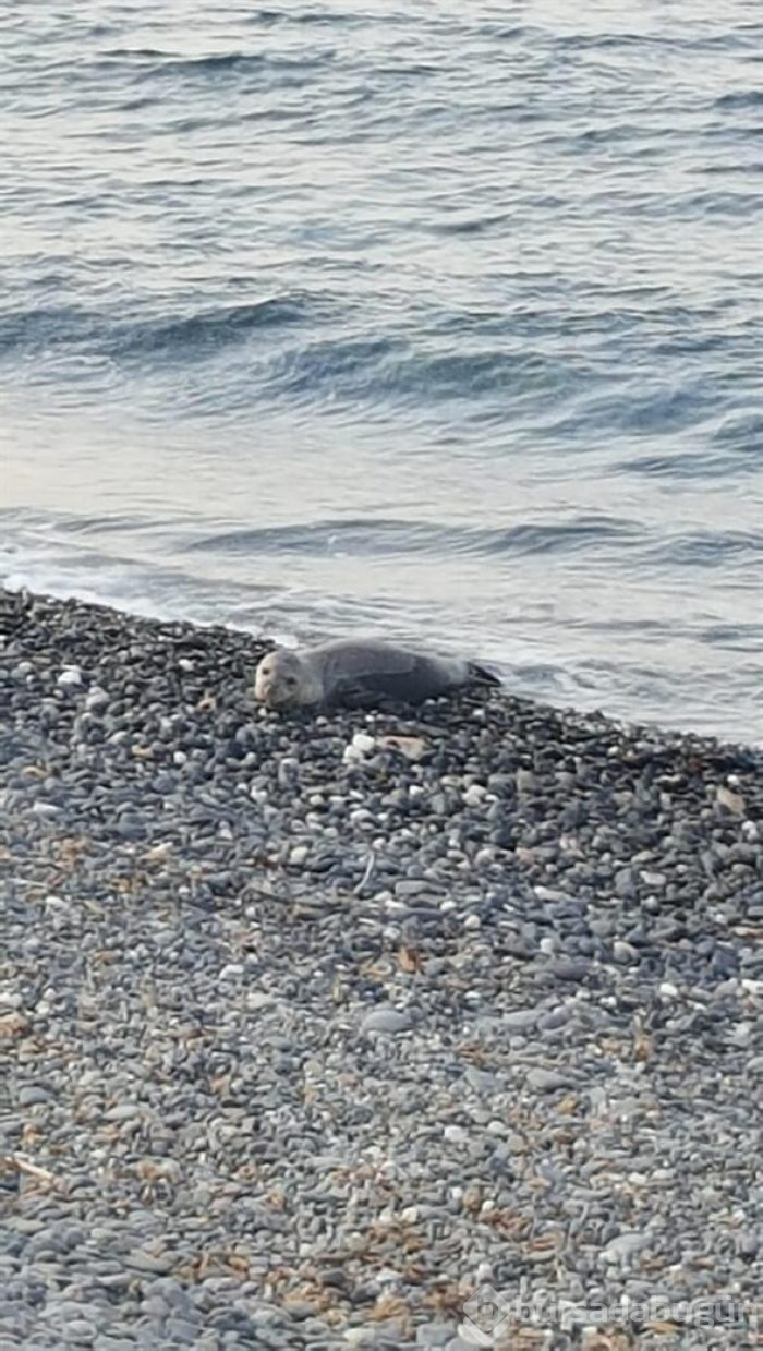 Akdeniz foku için kahroldular