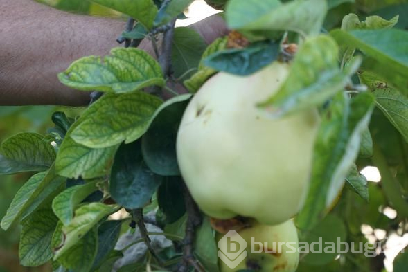 Bu meyvenin adını bilen yok