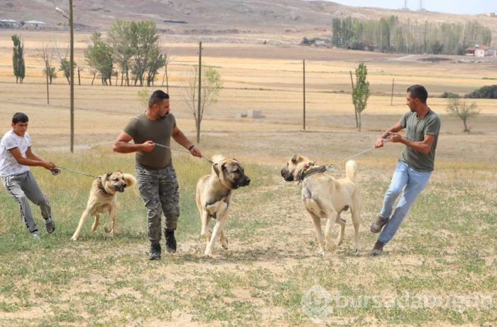 Türk sınırlarını Kangallar koruyacak
