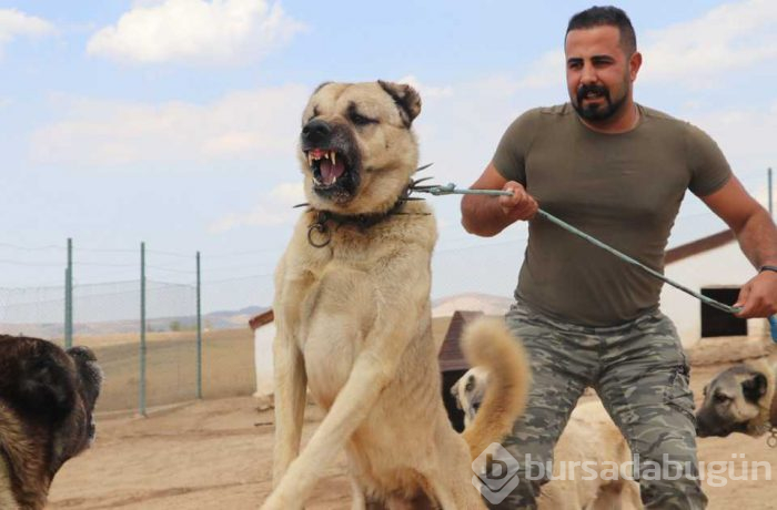 Türk sınırlarını Kangallar koruyacak