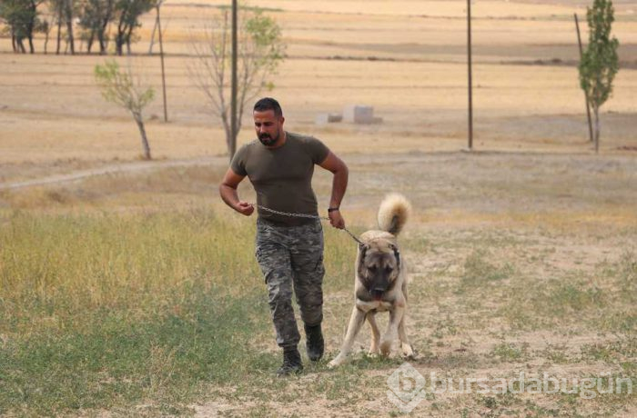 Türk sınırlarını Kangallar koruyacak