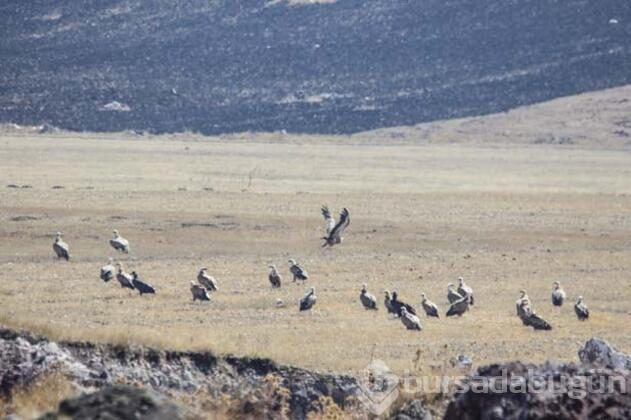 Akbabalar doğal ortamlarında görüntülendi