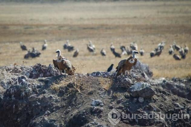 Akbabalar doğal ortamlarında görüntülendi