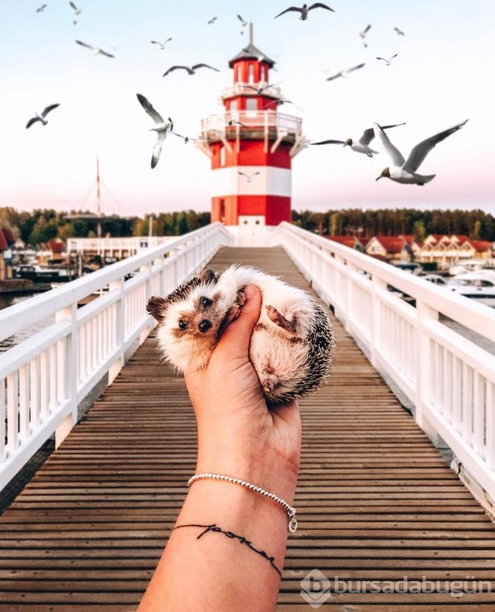 Instagram'ın yeni fenomeni Mr. Pokee