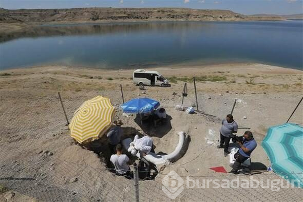 7,5 milyon yıllık fosil bulundu