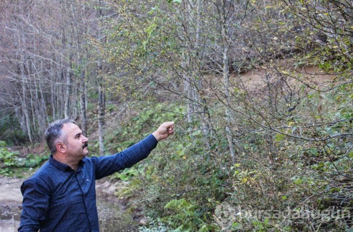 Ağaçlarda yaprak bırakmadılar
