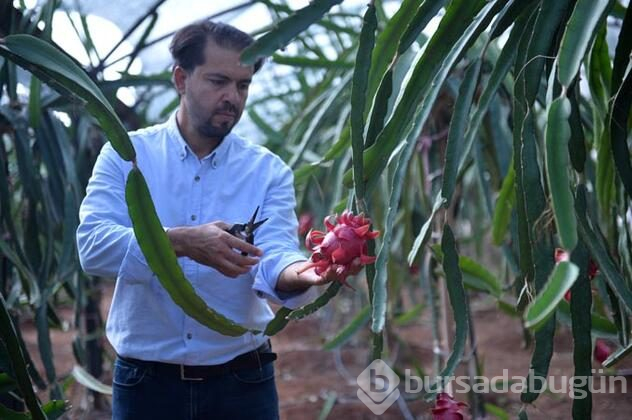 Ejder meyvesi üreticisinin yüzünü güldürdü 