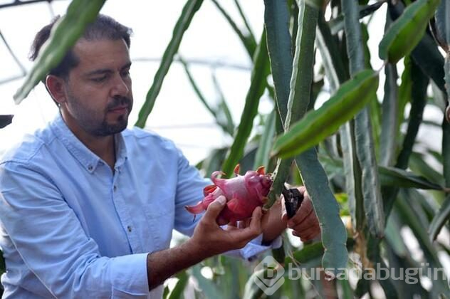 Ejder meyvesi üreticisinin yüzünü güldürdü 