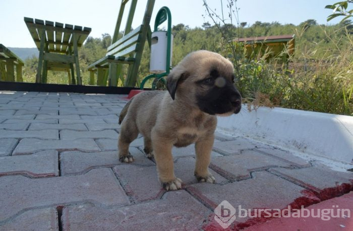 Yavru köpekleri çuvala koyup kuyuya attılar