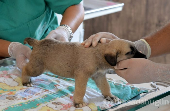 Yavru köpekleri çuvala koyup kuyuya attılar