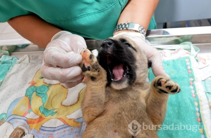 Yavru köpekleri çuvala koyup kuyuya attılar