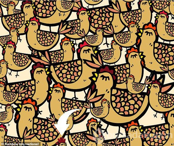 Tavukların arasındaki eldiveni görebiliyor musunuz?