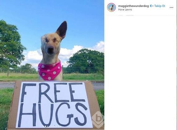 Sevimli köpeğin başarı dolu hikayesi