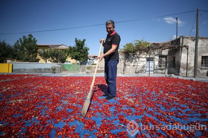 Biberler gökyüzünden bile gözüküyor 