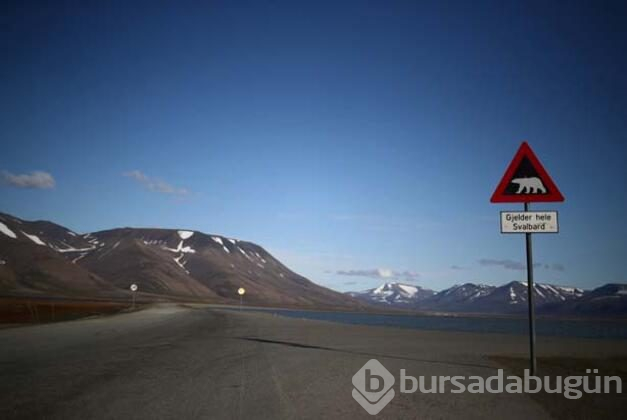 Svalbard'ta küresel ısınmadan değişen hayatlar