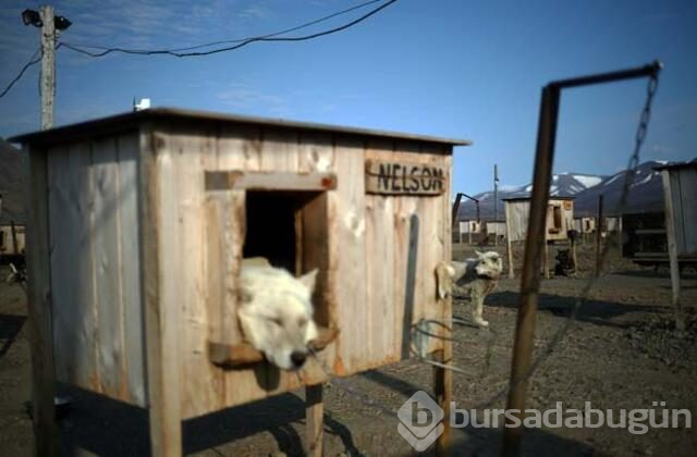Svalbard'ta küresel ısınmadan değişen hayatlar
