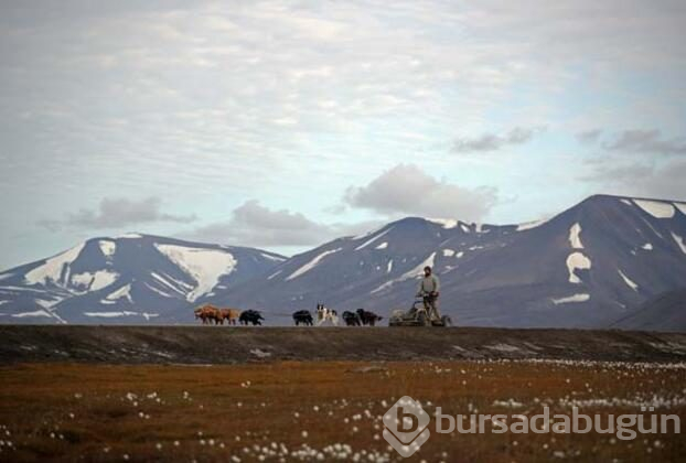 Svalbard'ta küresel ısınmadan değişen hayatlar