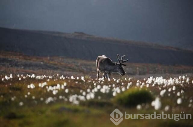 Svalbard'ta küresel ısınmadan değişen hayatlar