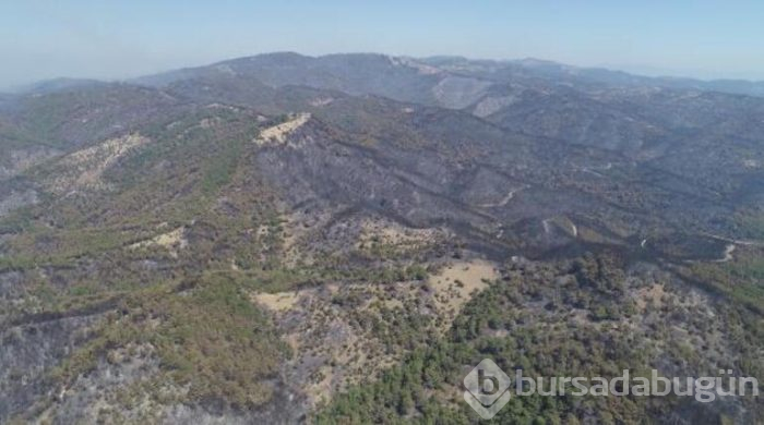 İzmir'de yanan orman alanına ilk fidan 11 Kasım'da dikilecek! Şubat'a kadar ağaçlandırılacak