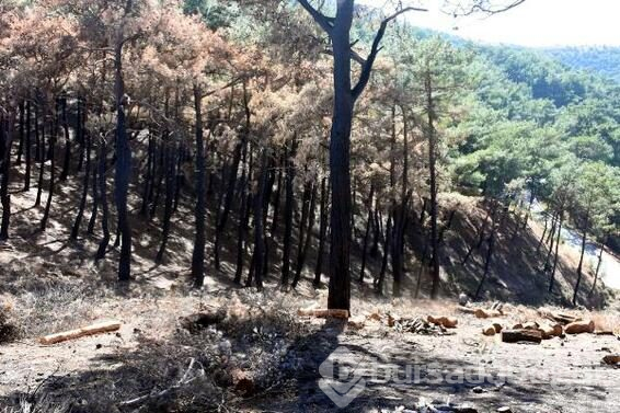 İzmir'de yanan orman alanına ilk fidan 11 Kasım'da dikilecek! Şubat'a kadar ağaçlandırılacak
