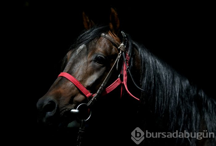 Bursa'da 'Baba Mevlüt' ve 'Kurtel' isimli aygırlar, babaları Caş ve Bilgin'in yolundan gidiyor