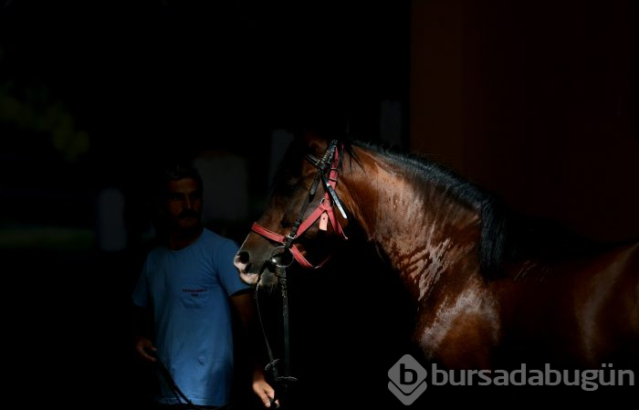 Bursa'da 'Baba Mevlüt' ve 'Kurtel' isimli aygırlar, babaları Caş ve Bilgin'in yolundan gidiyor