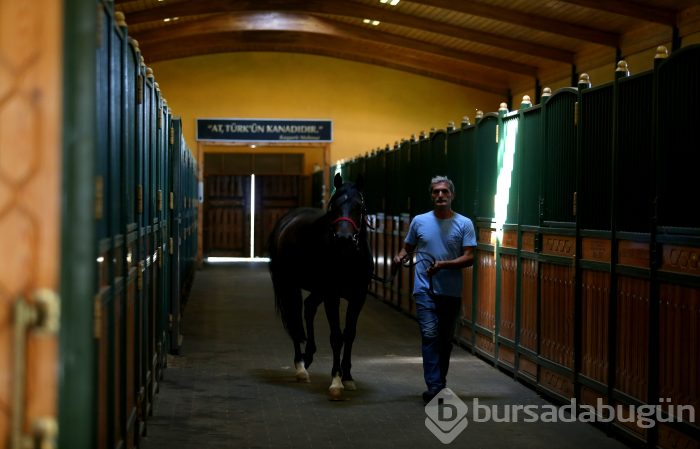 Bursa'da 'Baba Mevlüt' ve 'Kurtel' isimli aygırlar, babaları Caş ve Bilgin'in yolundan gidiyor
